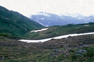 白馬連山高山植物帯