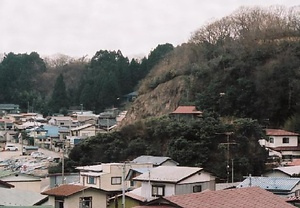 ツバキ自生北限地帯