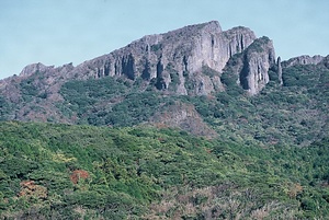 平戸礫岩の岩石地植物群落