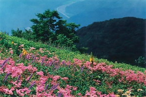 伊吹山頂草原植物群落