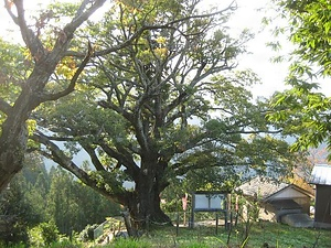 赤羽根大師のエノキ