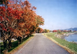 菊池川堤防のハゼ並木