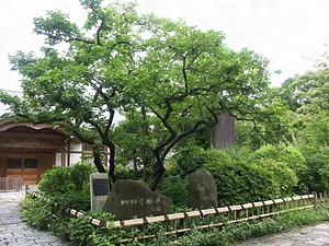 禅寺丸柿