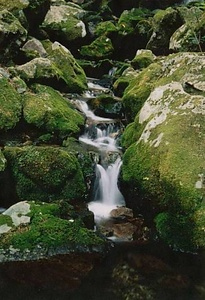 四万十川流域の文化的景観　源流域の山村