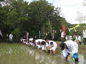 種子島宝満神社の御田植祭