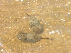 伊万里湾カブトガニ繁殖地