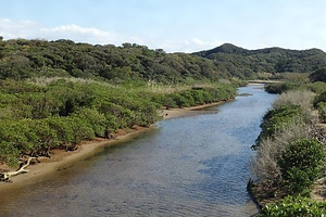 種子島国上湊川・阿嶽川のマングローブ林