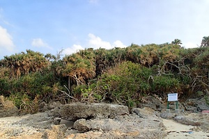 久高島の海岸植物群落