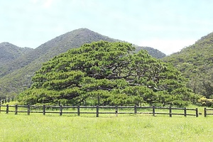 伊平屋島の念頭平松