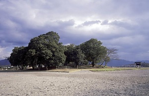 藤原宮跡