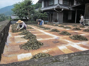 阿波晩茶の製造技術