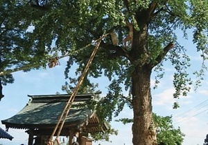 綾部八幡神社の旗上げ・旗下ろし行事